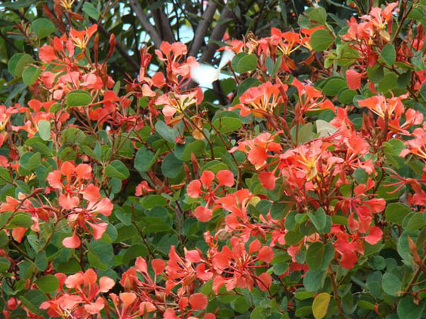 Bauhinia galpinii flowers; Photograohed by Ricky Mauer.jpg